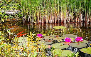 lotus flower on water during daytime
